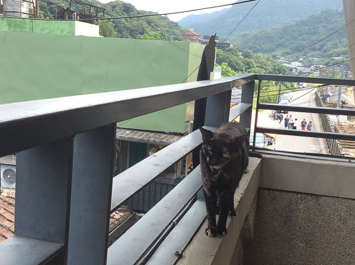 台湾の猫村「猴硐猫村」