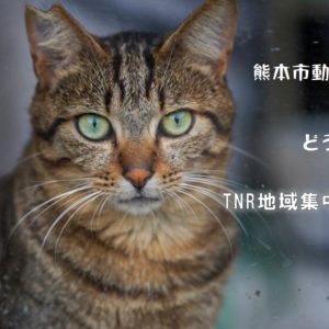 どうぶつ基金×熊本市動物愛護センター　「TNR地域集中プロジェクト熊本」によるノラ猫の無料不妊手術、熊本市民限定の先行申し込み開始