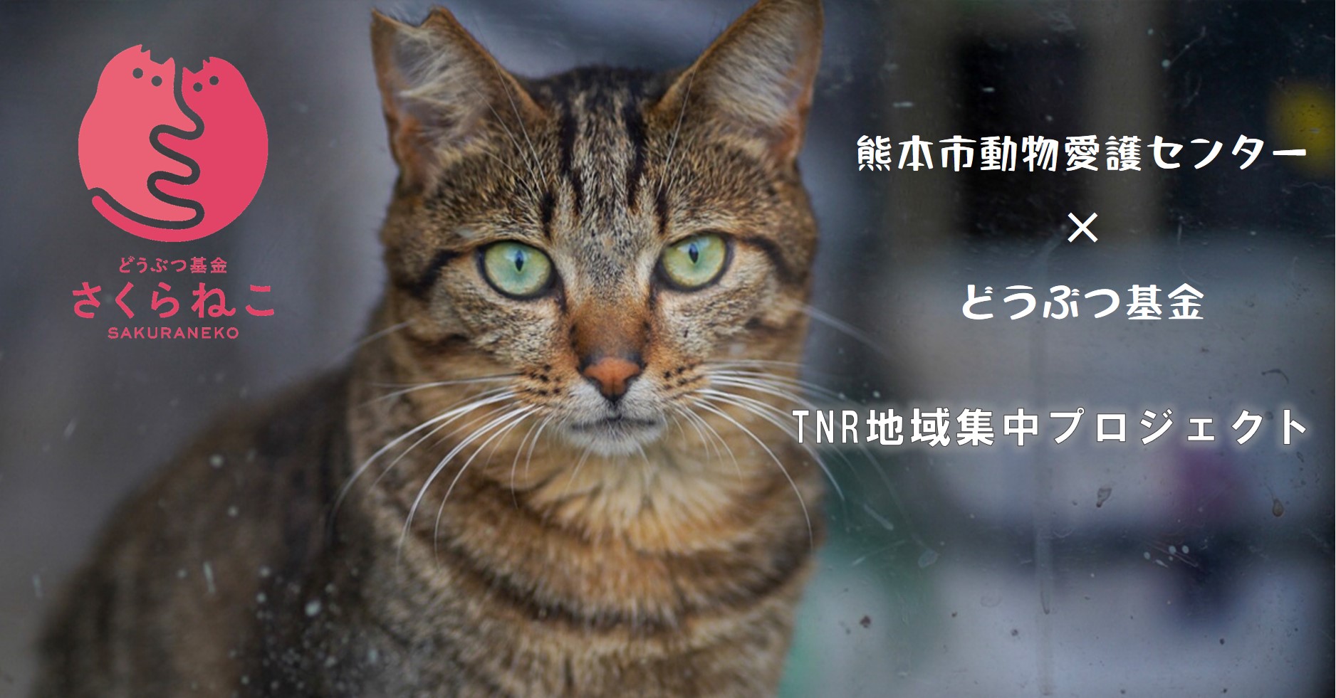 どうぶつ基金×熊本市動物愛護センター　「TNR地域集中プロジェクト熊本」によるノラ猫の無料不妊手術、熊本市民限定の先行申し込み開始