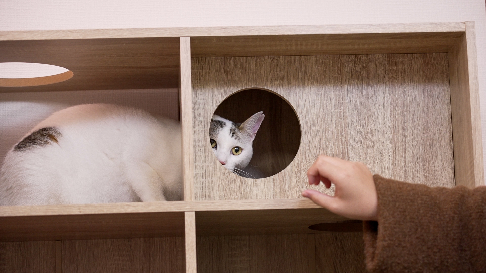 空き家を収益化する「ネコ多頭飼育対応型」管理プランを熊本で提供開始