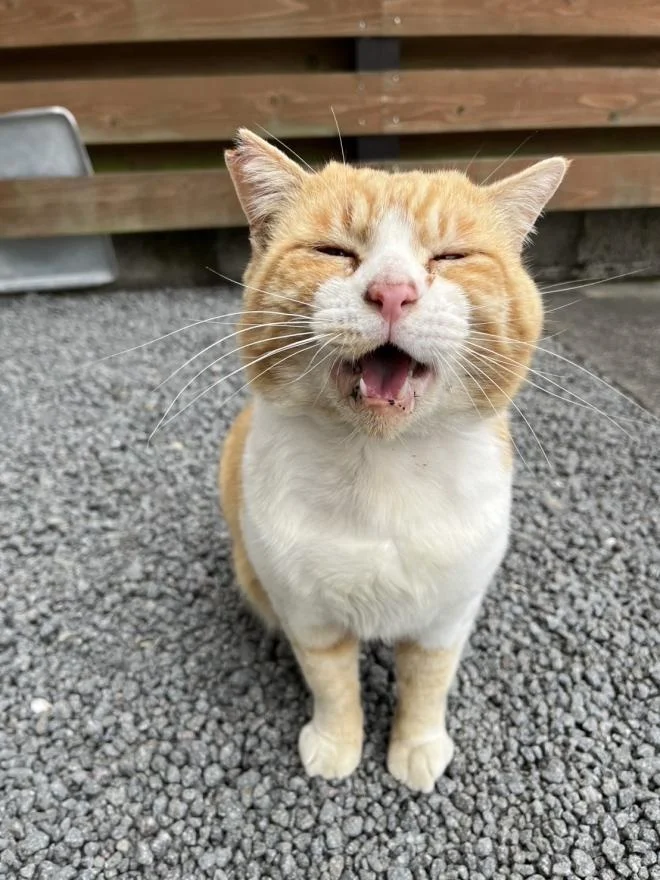 霧島市が飼い主のいない猫の不妊去勢を支援するクラウドファンディング型ふるさと納税を開始