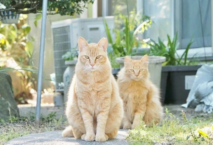 霧島市が飼い主のいない猫の不妊去勢を支援するクラウドファンディング型ふるさと納税を開始