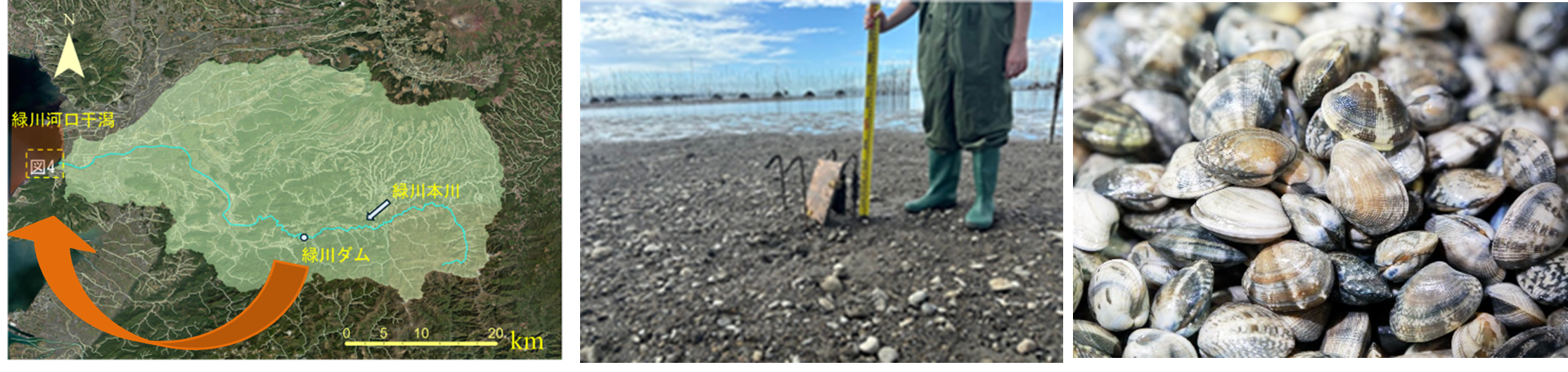 緑川ダムの堆砂でアサリが復活