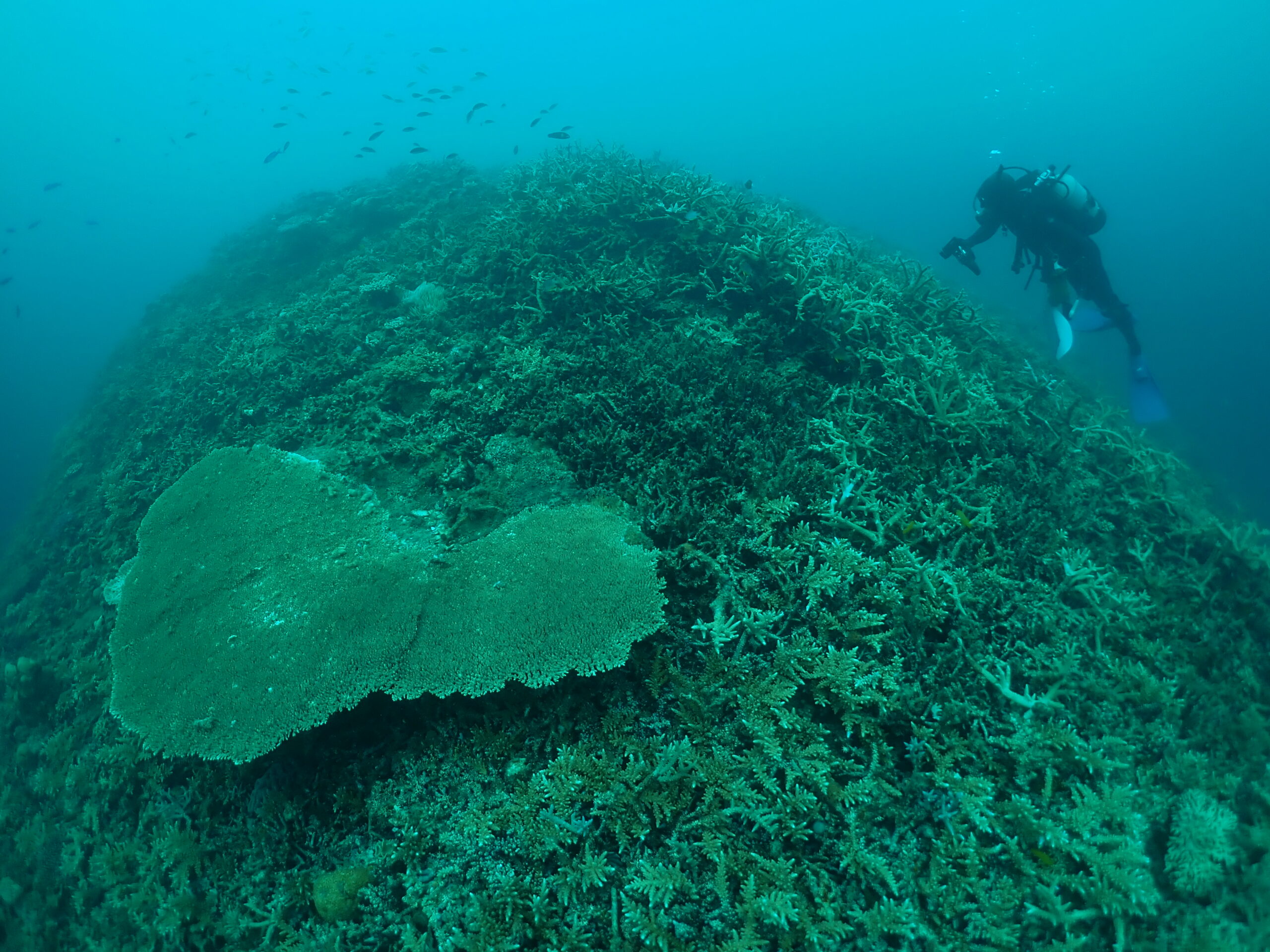 奄美大島・大和村国直でサンゴ礁生態系保全プロジェクト