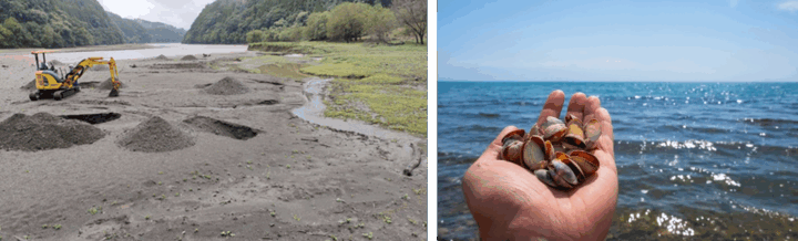 緑川ダムの堆砂でアサリが復活