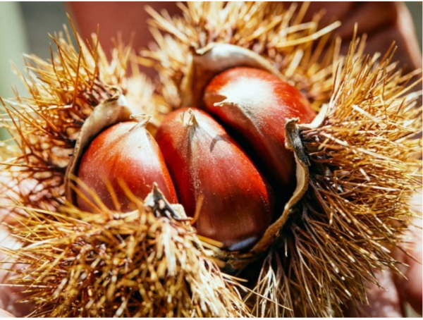もっと、もーっと！熊本展