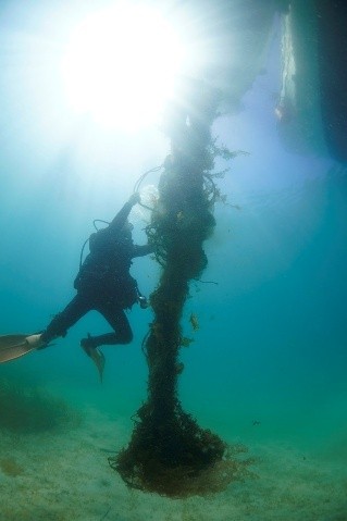 長崎｜WWFジャパンが五島市多々良島付近で高さ3メートルの巨大ゴーストギアを回収 2025年7月実施