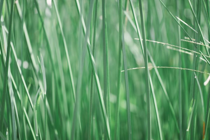 オリーブ×七島藺バスケタリー作りワークショップ