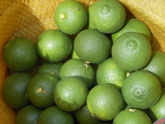 別府ブルワリー「Kabosu Saison 2025 初摘み ver.」