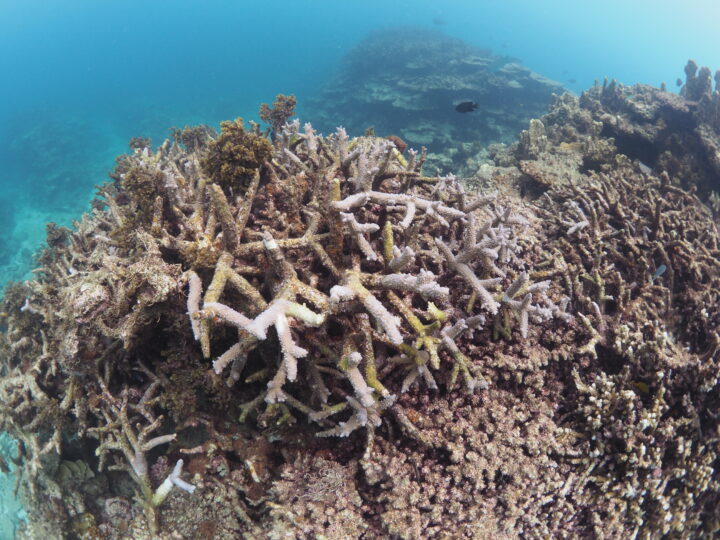 鹿児島｜WWFジャパンが奄美大島・大和村国直でサンゴ礁生態系保全プロジェクトを始動 2025年7月13日第1回調査実施