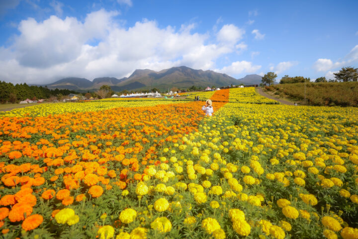 オータムフラワーフェスタ