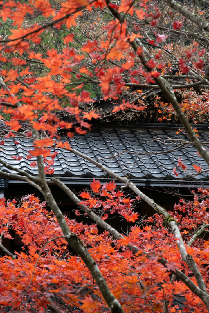 黒川温泉「熊本県産ブランド牛3種美食の旅」