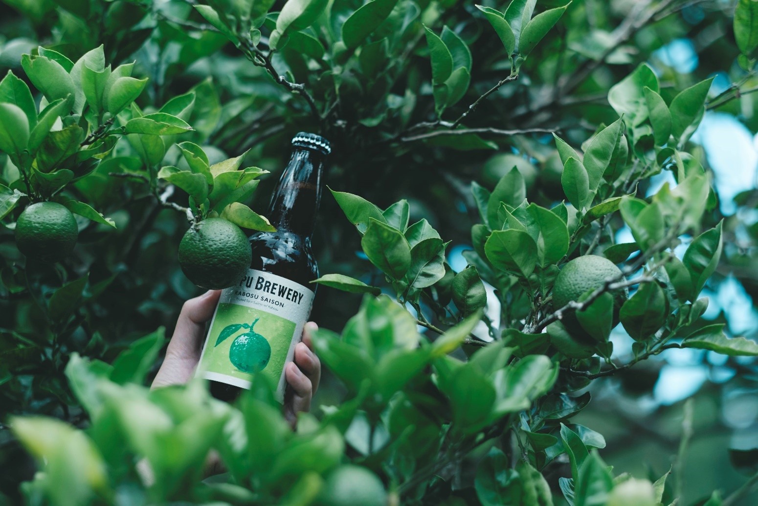 Kabosu Saison 2025 初摘み ver.