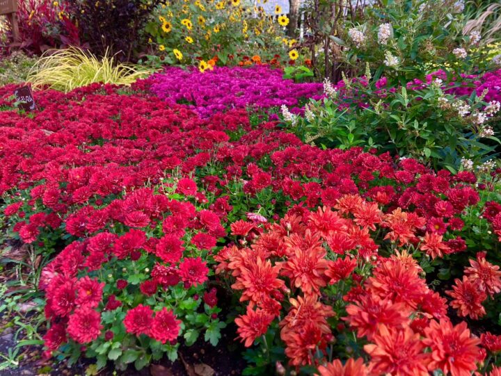 オータムフラワーフェスタ