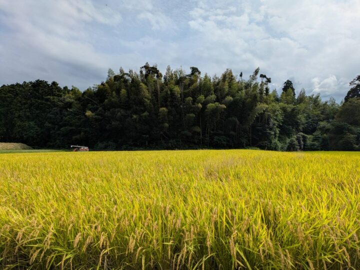 ネイチャーポジティブクリスマス
