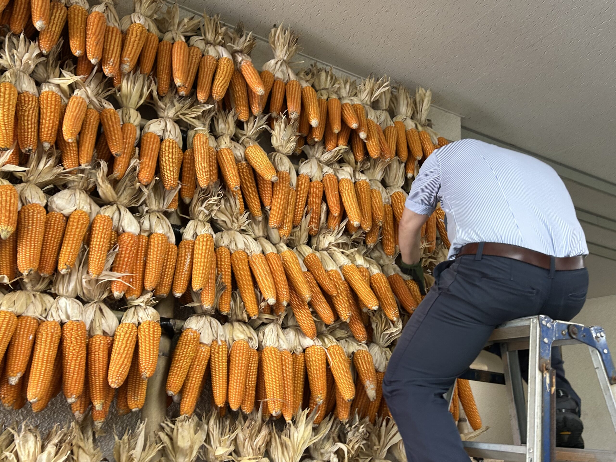 休暇村南阿蘇で世界農業遺産「地トウキビ」を未来へつなぐ 伝統展示・食・体験プログラムを展開