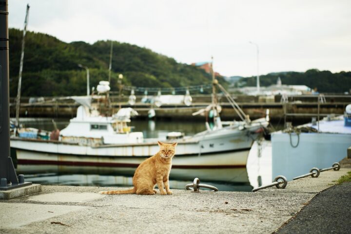 呼子・鯨の町興しプロジェクト