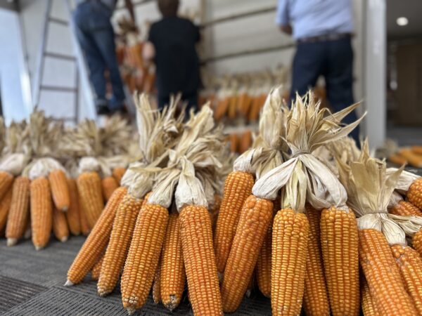 休暇村南阿蘇で世界農業遺産「地トウキビ」を未来へつなぐ 伝統展示・食・体験プログラム