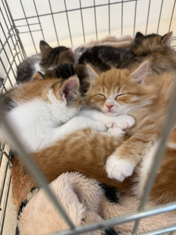 寝具メーカー菱友が規格外ペット寝具の寄贈支援を開始