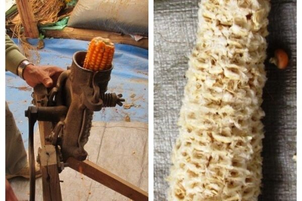 休暇村南阿蘇で世界農業遺産「地トウキビ」を未来へつなぐ 伝統展示・食・体験プログラム