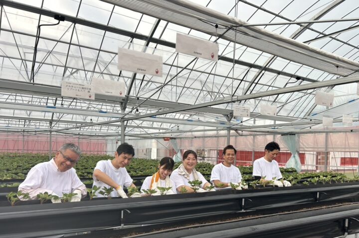 福岡｜ホテルスタッフが育てた宗像いちごを味わう「いちごステイ」メルキュール福岡宗像リゾート＆スパで2026年1月5日から