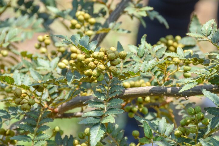 クラフトジン「Spirits of Terroir」