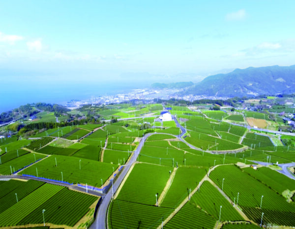 東京・丸の内で“日本一”の味を体感　長崎そのぎ茶コレクション2026を1月24日・25日に初開催