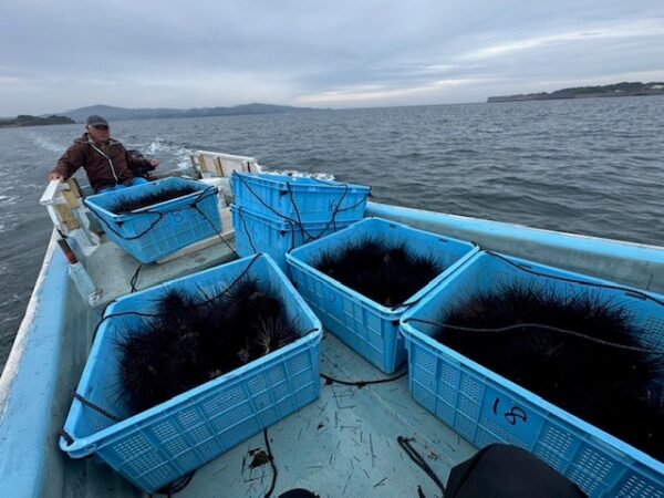 長崎｜壱岐島で厄介者ウニ「ガンガゼ」を100％活用 磯焼け対策と地域循環を両立する新プロジェクト始動 2025年12月〜2026年2月