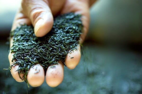 東京・丸の内で“日本一”の味を体感　長崎そのぎ茶コレクション2026を1月24日・25日に初開催