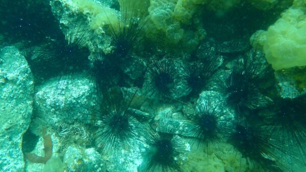 長崎｜壱岐島で厄介者ウニ「ガンガゼ」を100％活用 磯焼け対策と地域循環を両立する新プロジェクト始動 2025年12月〜2026年2月