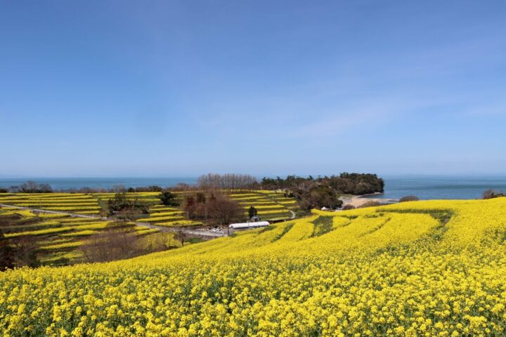 大分｜菜の花畑が幻想的な夜景に！長崎鼻「菜の花ライトアップ」2026年3月14日スタート