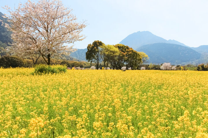 長崎｜ミヤマキリシマ彩る雲仙で過ごす至福の滞在 ミシュラン1キー旅亭半水盧の春旅 2026年4月～6月