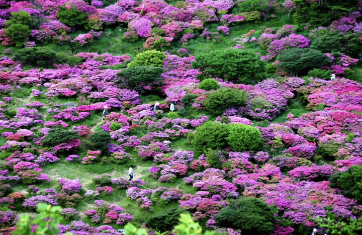 長崎｜ミヤマキリシマ彩る雲仙で過ごす至福の滞在 ミシュラン1キー旅亭半水盧の春旅 2026年4月～6月