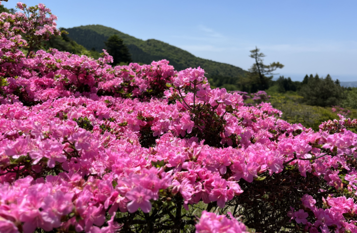 長崎｜ミヤマキリシマ彩る雲仙で過ごす至福の滞在 ミシュラン1キー旅亭半水盧の春旅 2026年4月～6月