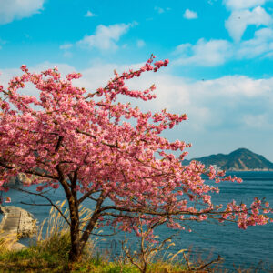 四浦半島の桜