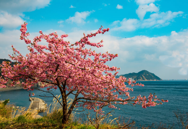 四浦半島の桜