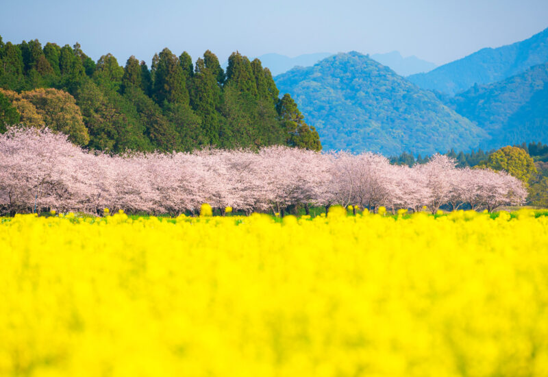 満開の桜と菜の花　西都原古墳群
