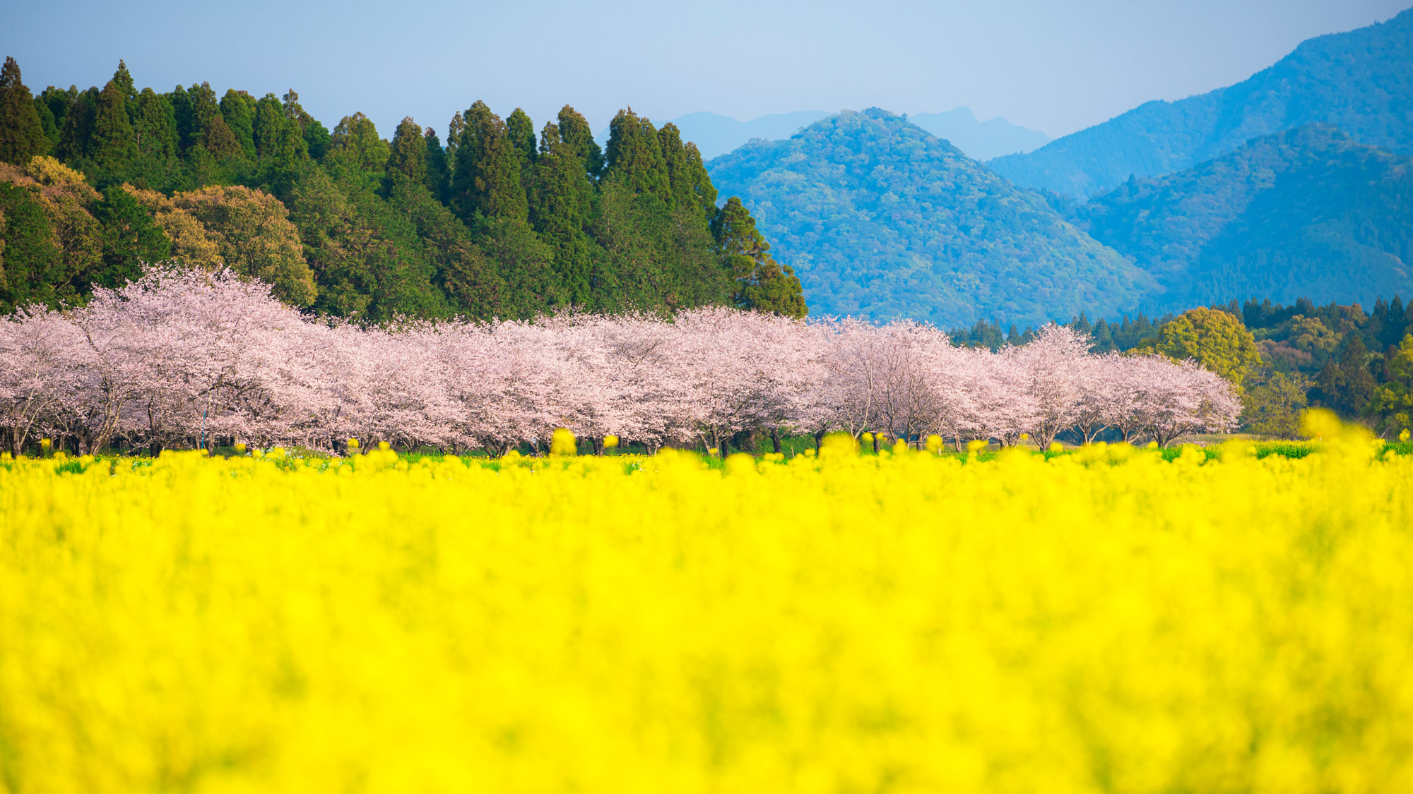 満開の桜と菜の花　西都原古墳群