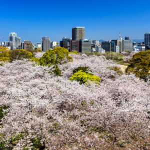 舞鶴公園の桜
