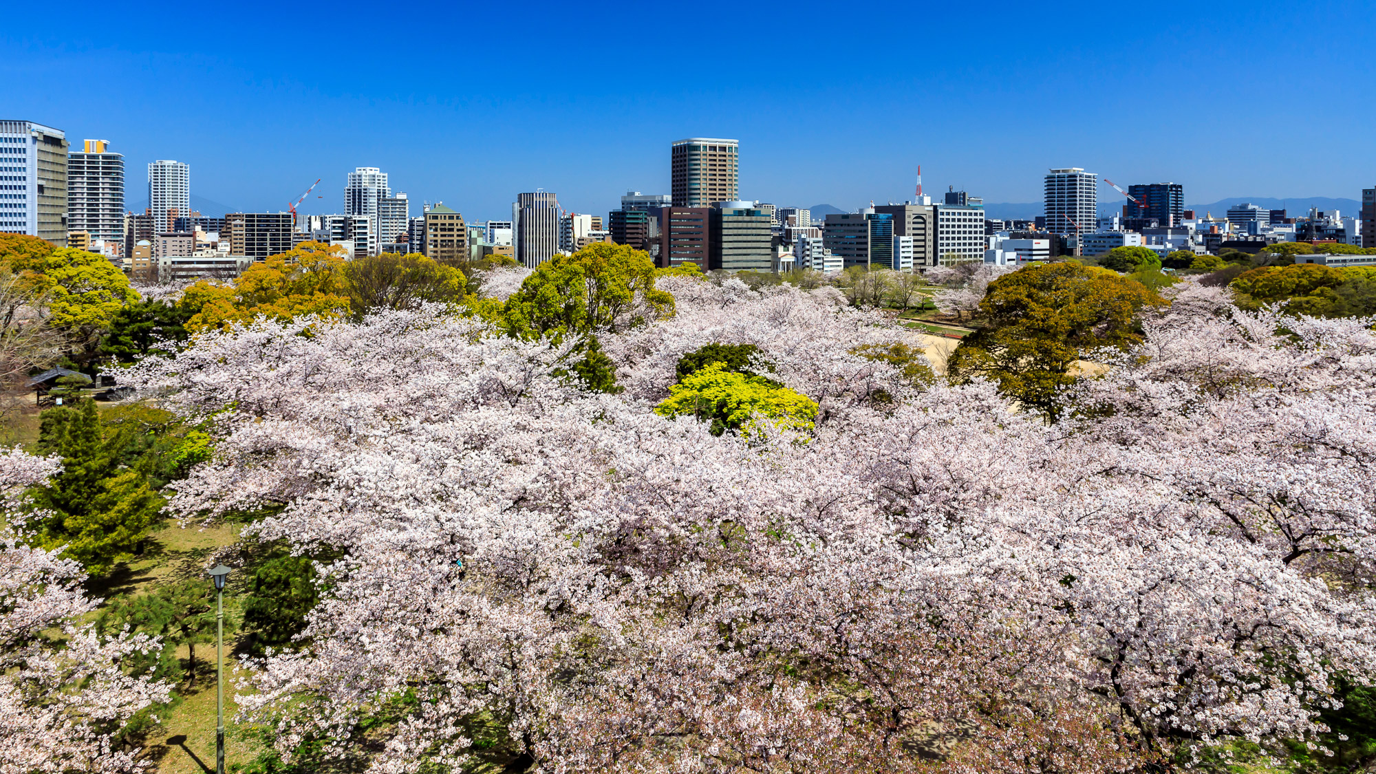 舞鶴公園の桜