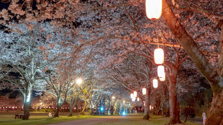 鹿児島・忠元公園の桜