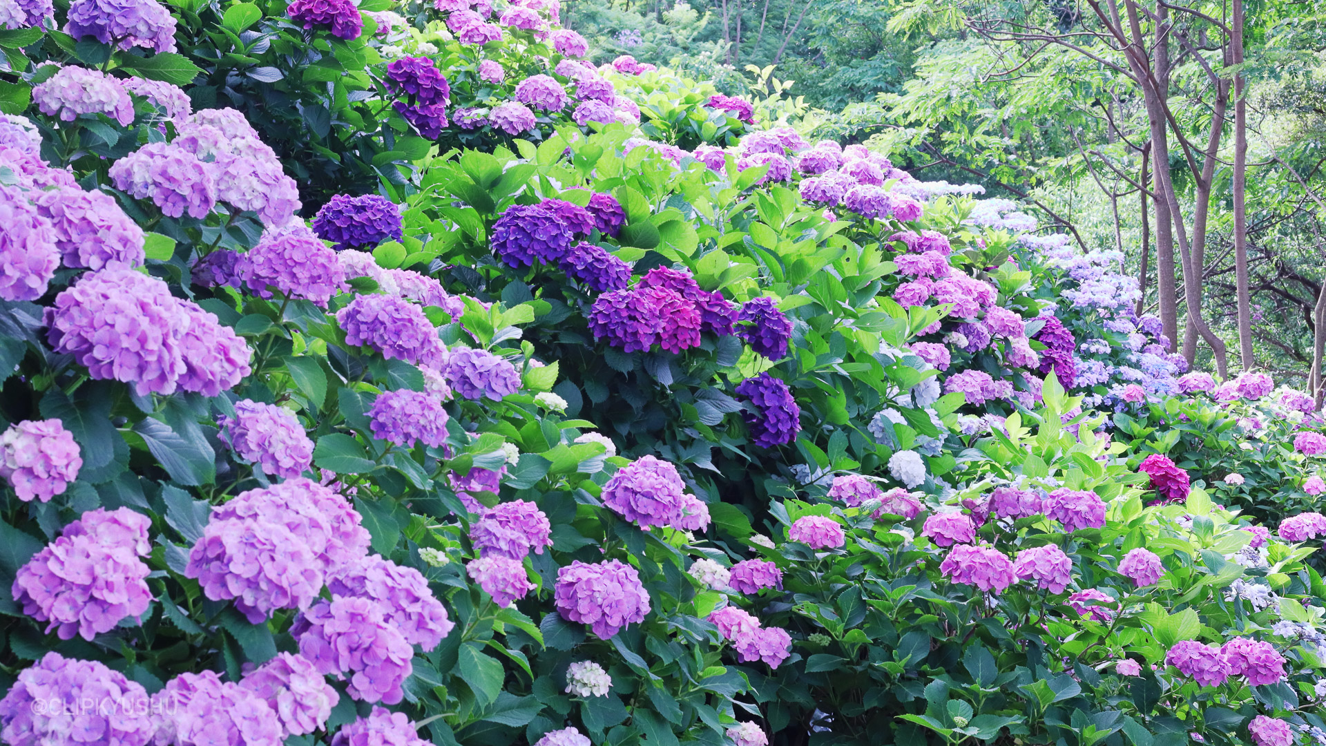 Ajisai Park Miyakonojo City