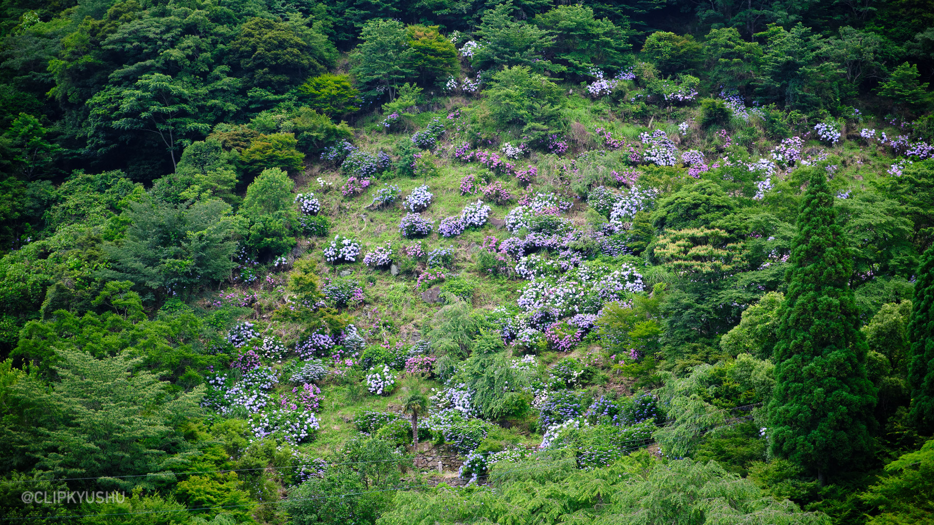 Shinonome no Sato Hydrangea Garden