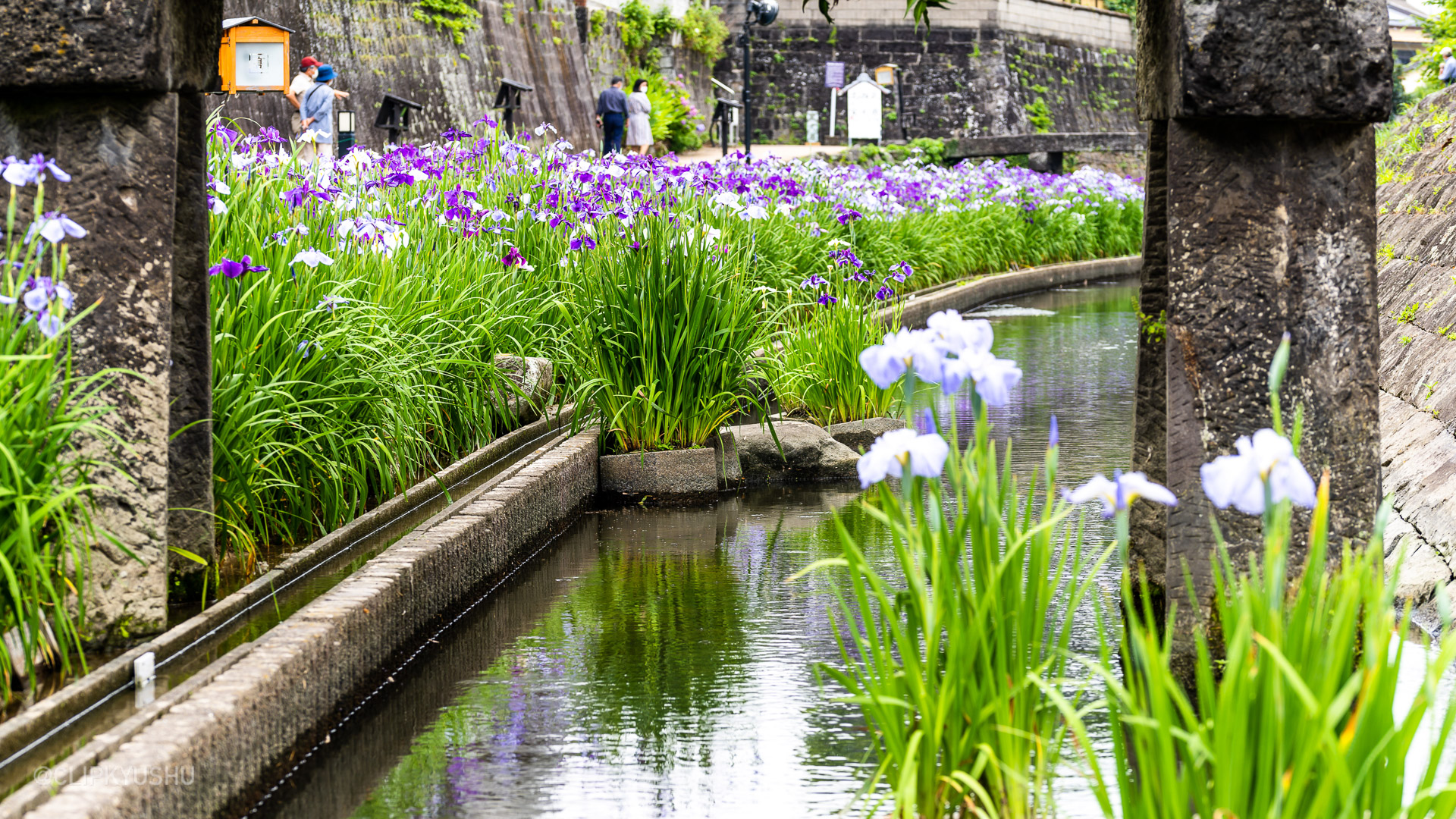 Takase Uragawa Iris Festival (Tamana City, Kumamoto Prefecture)